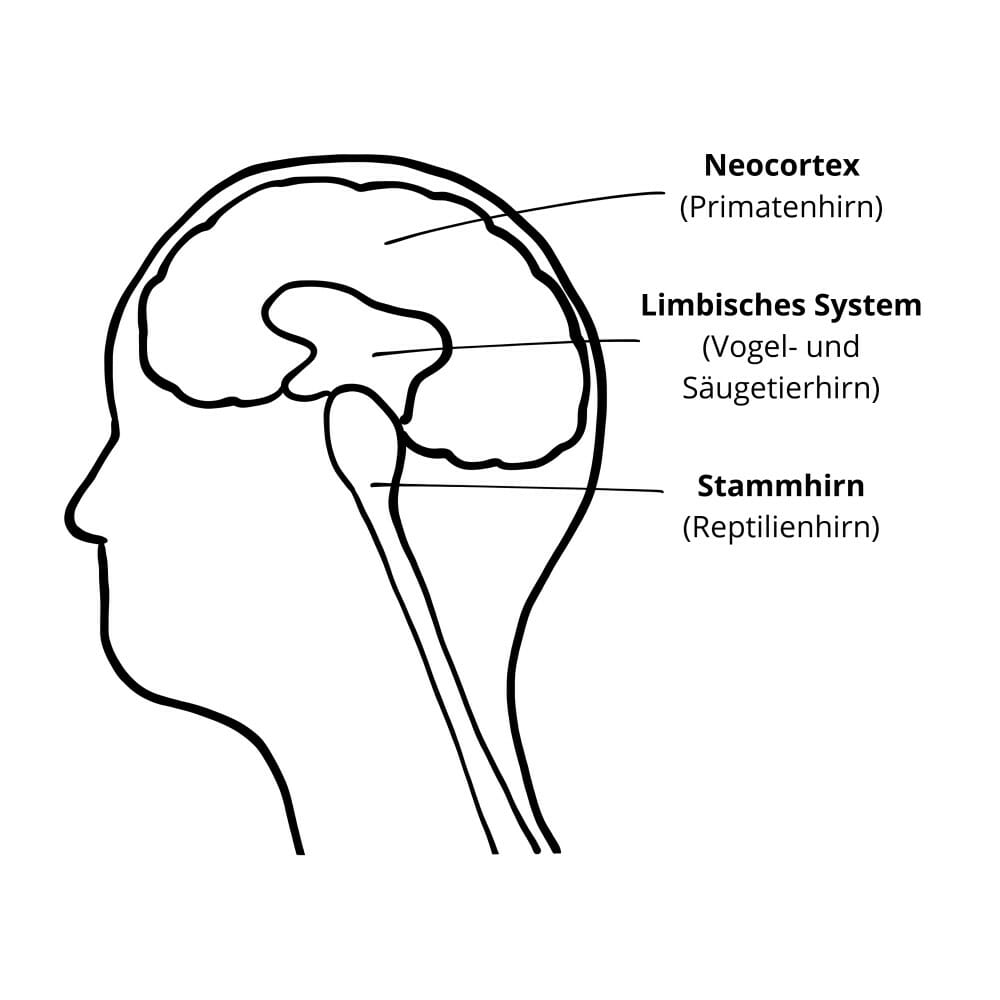Schaubild: Aufbau des menschlichen Gehirns